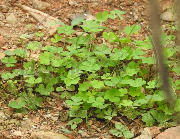Creeping Ladys Sorrel Or Oxalis Corniculata Plant Green Leaves Texture Background