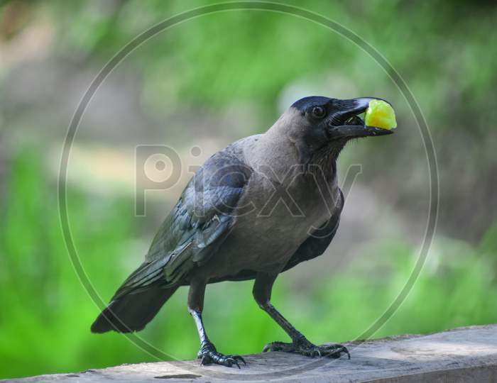 Brown black crow with food, an Asian crow sitting in a wall.