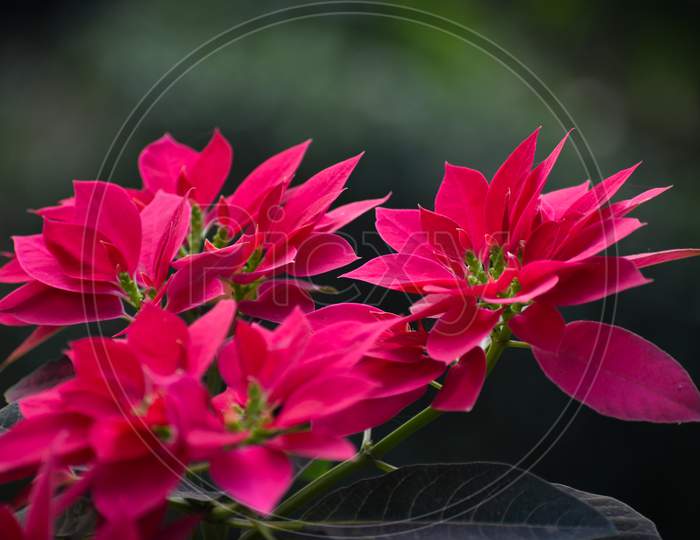 A Close Up Of Pink And Red Poinsettia Flowers