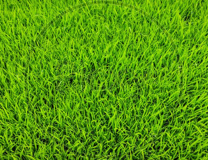 Green Grass Background Of Rice Field