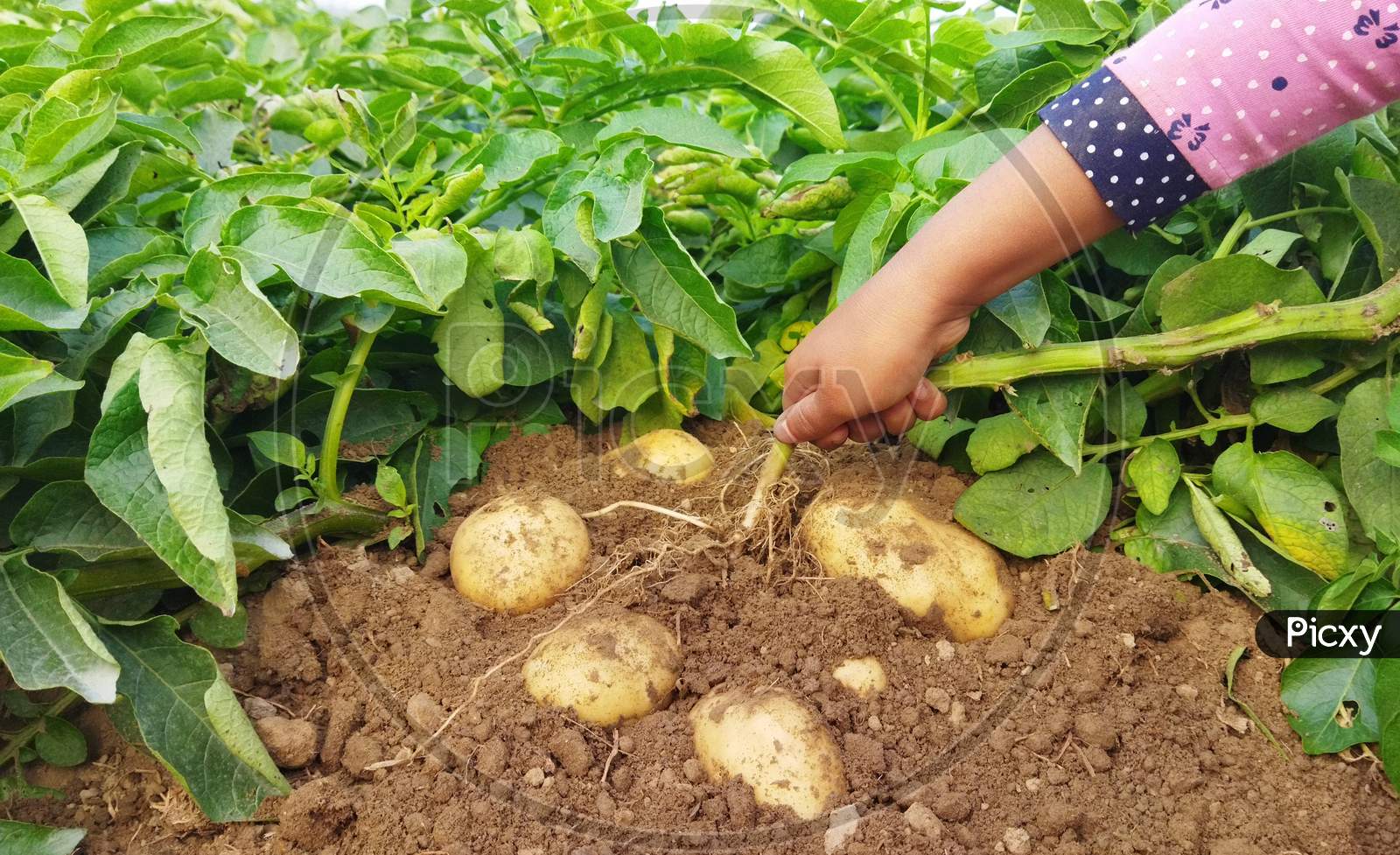 Woman Picking Fresh Potatoes During Harvesting In Potato Field