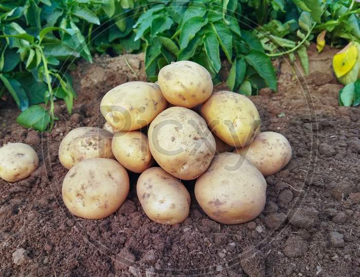 Potatoes On The Ground. Fresh Organic Potatoes In The Field, Harvesting Potatoes From Soil