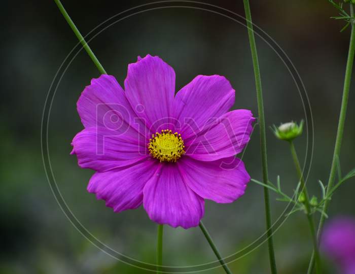 Close Up Of Beautiful Garden Cosmos Bipinnatus