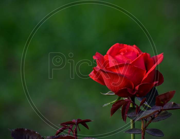 Close-Up Of A Beautiful Red Rose In Nature