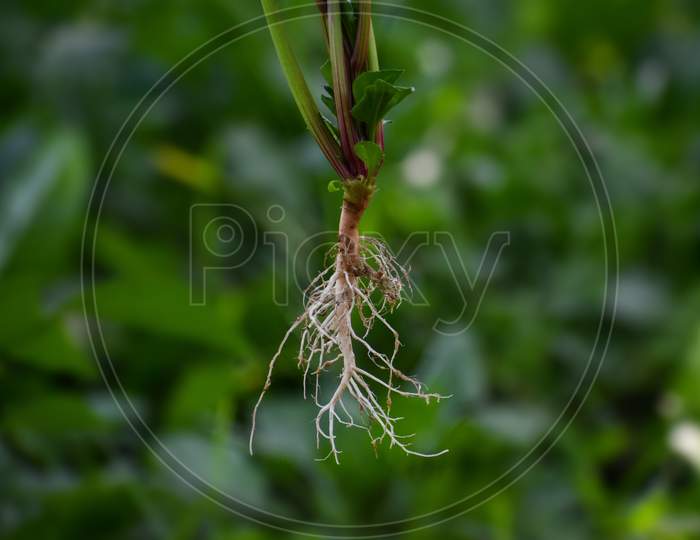 Tap Root System Of A Plant