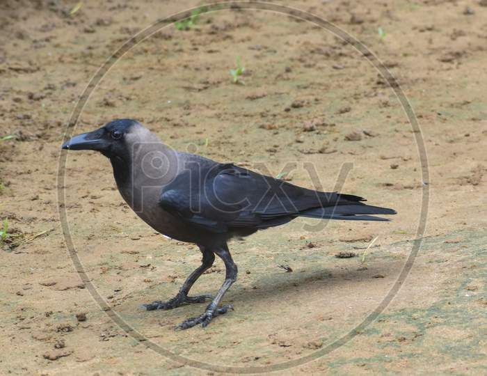 Brown black crow, an Asian crow sitting in ground.