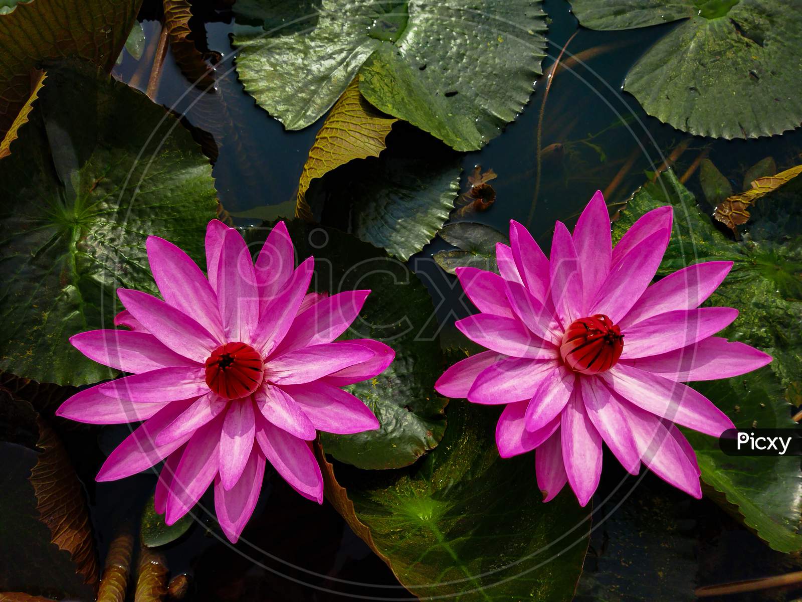 Beautiful Purple Water Lily Close-Up