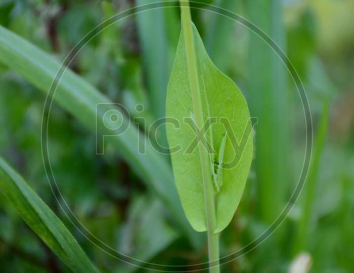 The Green Ripe Mustered Leaf With Plant In The Farm.