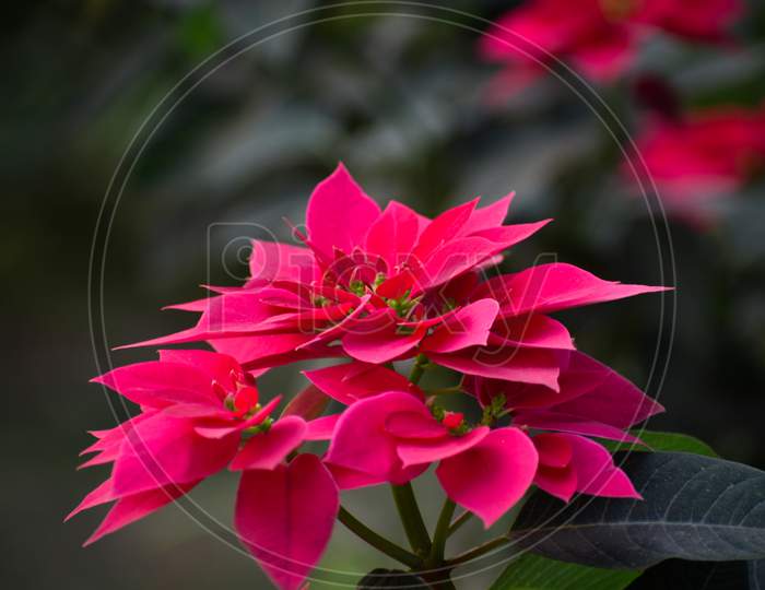 A Close Up Of Pink And Red Poinsettia Flowers