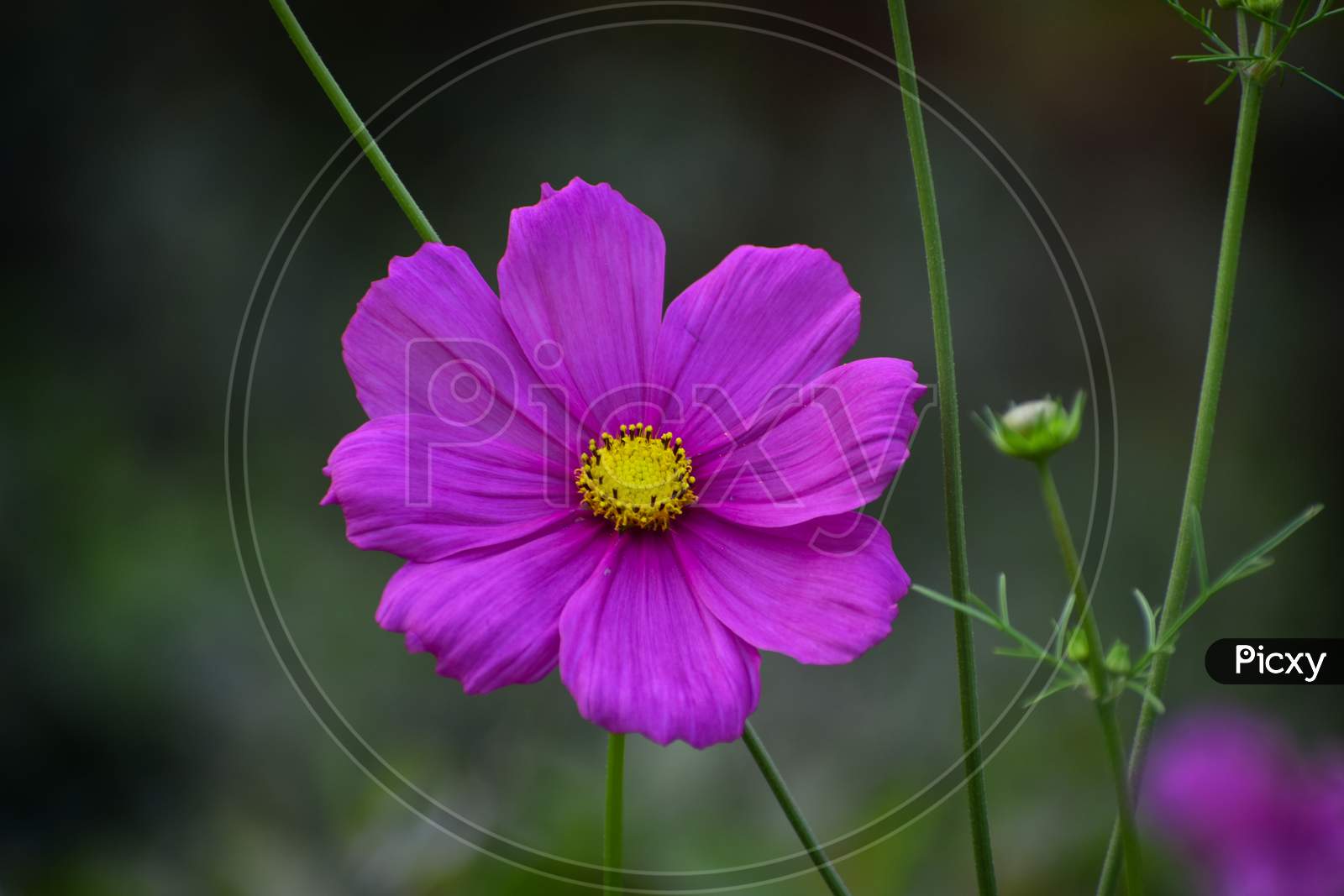 Close Up Of Beautiful Garden Cosmos Bipinnatus