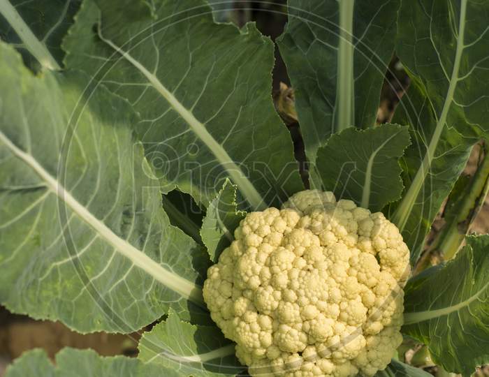 Organic Cauliflower On Field.