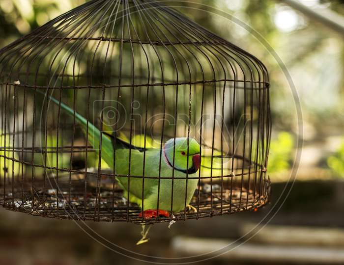 A Parakeet Bird In Cage. Concept Of Human Cruelty And Illegal Animal Trade.