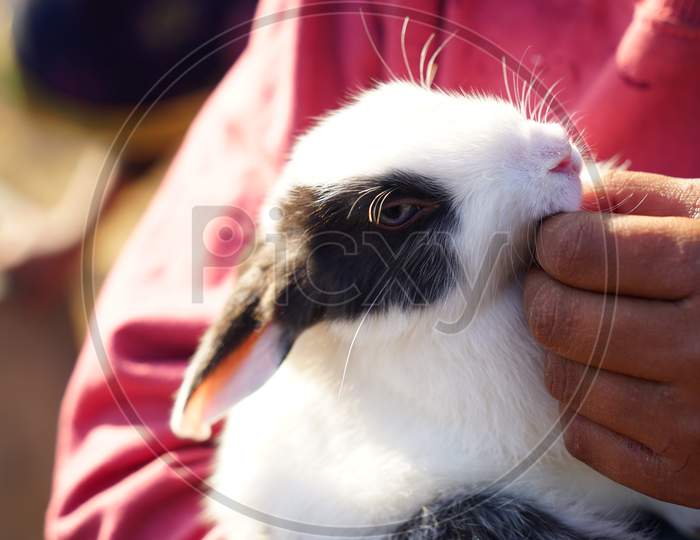 Close-Up Of A Juvenile Indian Rabbit Or Oryctolagus Cuniculus In Hand. Domestic Bunny View With Innocent Look.