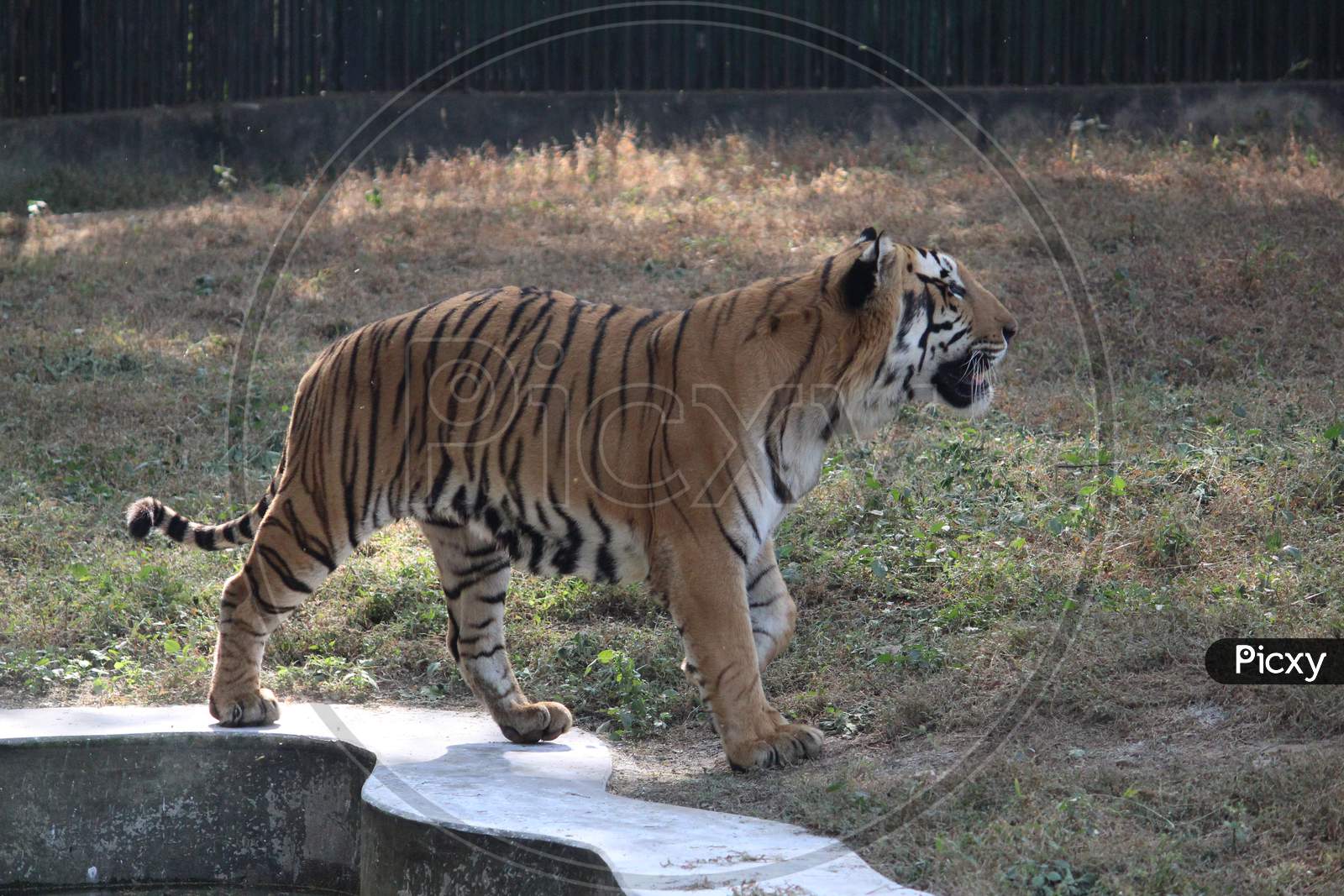 Bengal Tiger (Panthera Tigris ) Walking in Forest at National Zoological Park, Delhi, India