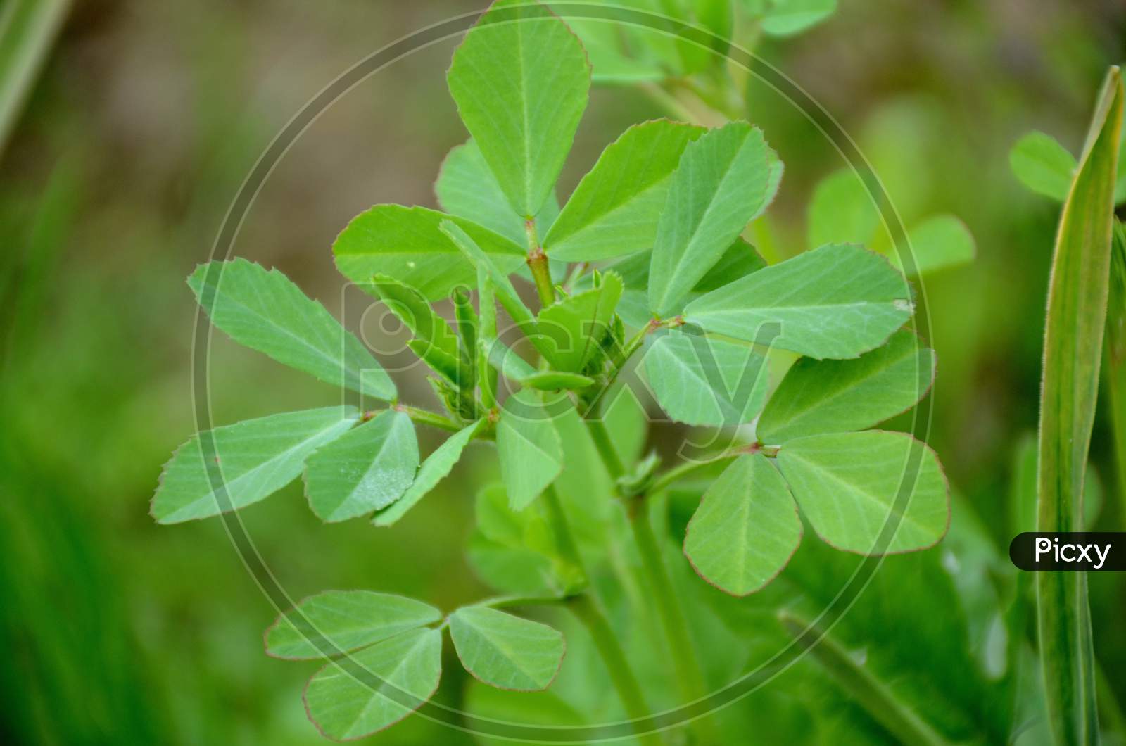 Image of The Ripe Green Greek Plant With Leave In The Garden.-YG468946 ...
