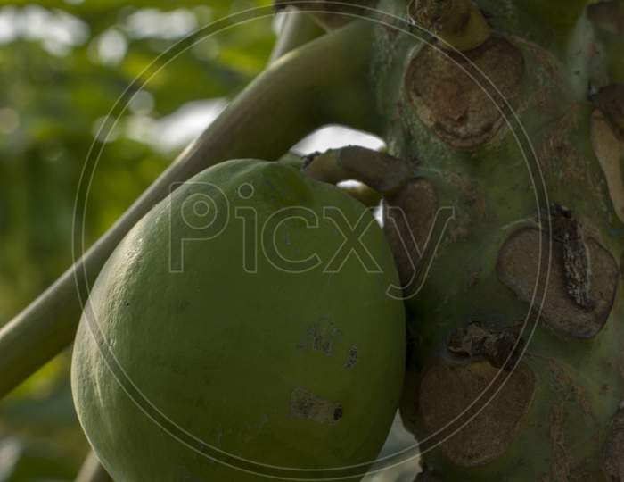 Organic Papaya Hanging On Tree.
