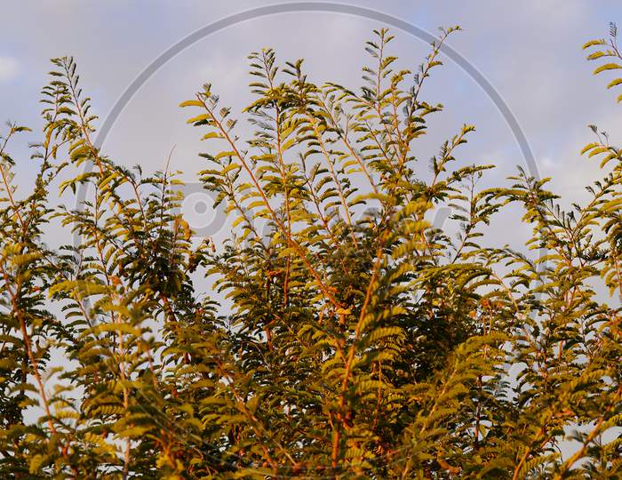Prosopis Cineraria, Known As Shami, Khejri Tree, Or Ghaf, Is A Species Of Flowering Tree In The Pea Family.