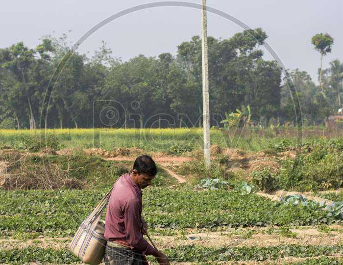 A Farmer Spreading Pesticide On Field To Protect Crops From Insects.