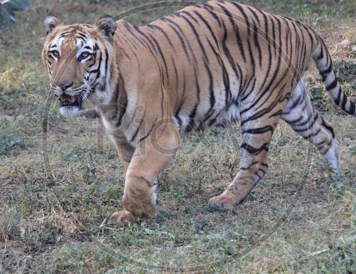 Bengal Tiger (Panthera Tigris ) Walking in Forest at National Zoological Park, Delhi, India