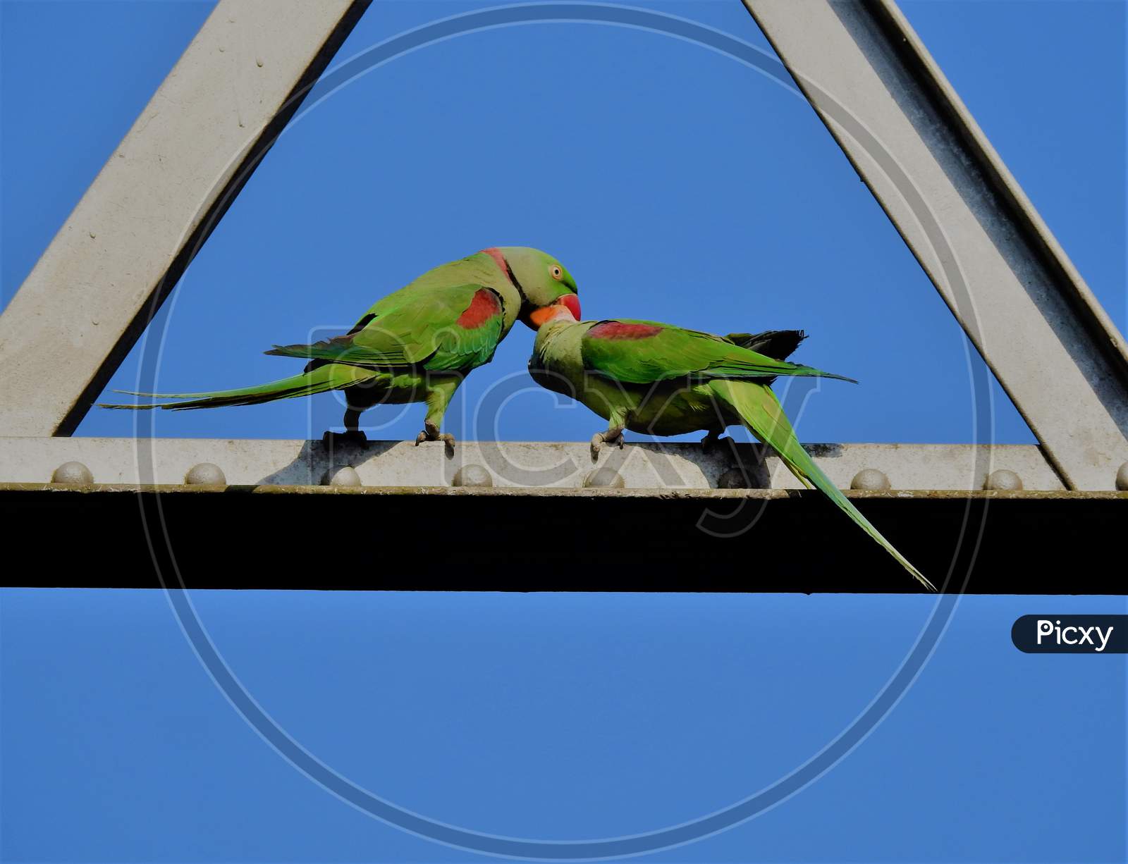 kissing parrot