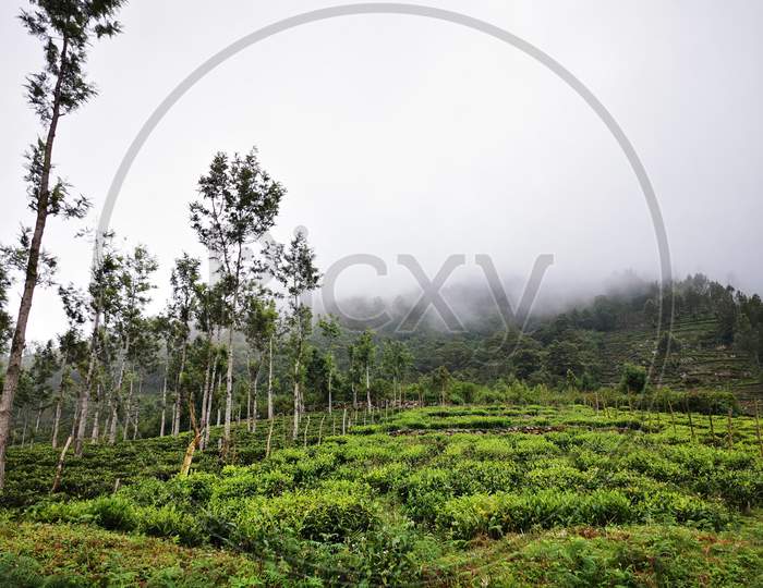 Foggy Tea Estate in Nilgiri Mountains in Tamilnadu,India.