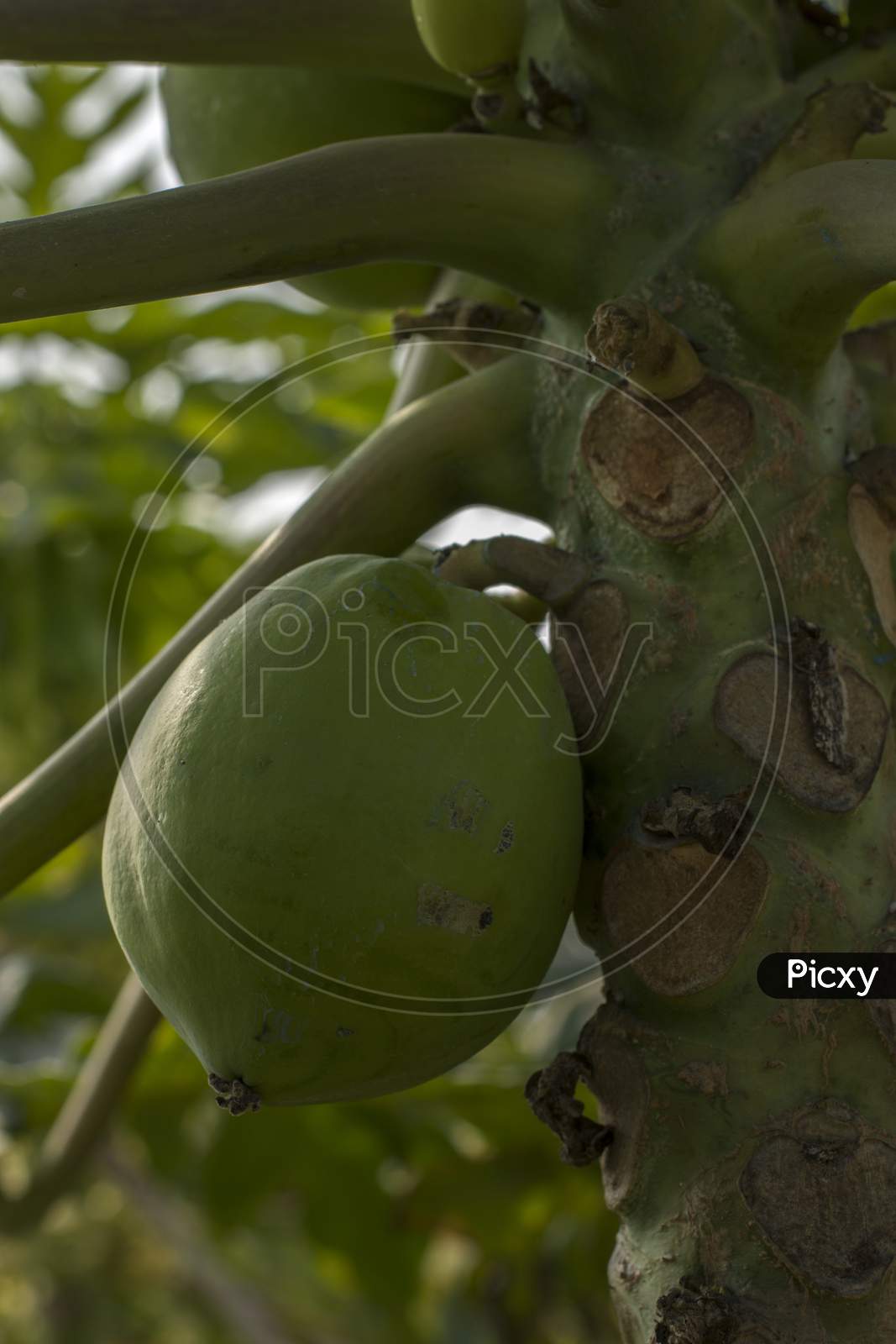 Organic Papaya Hanging On Tree.