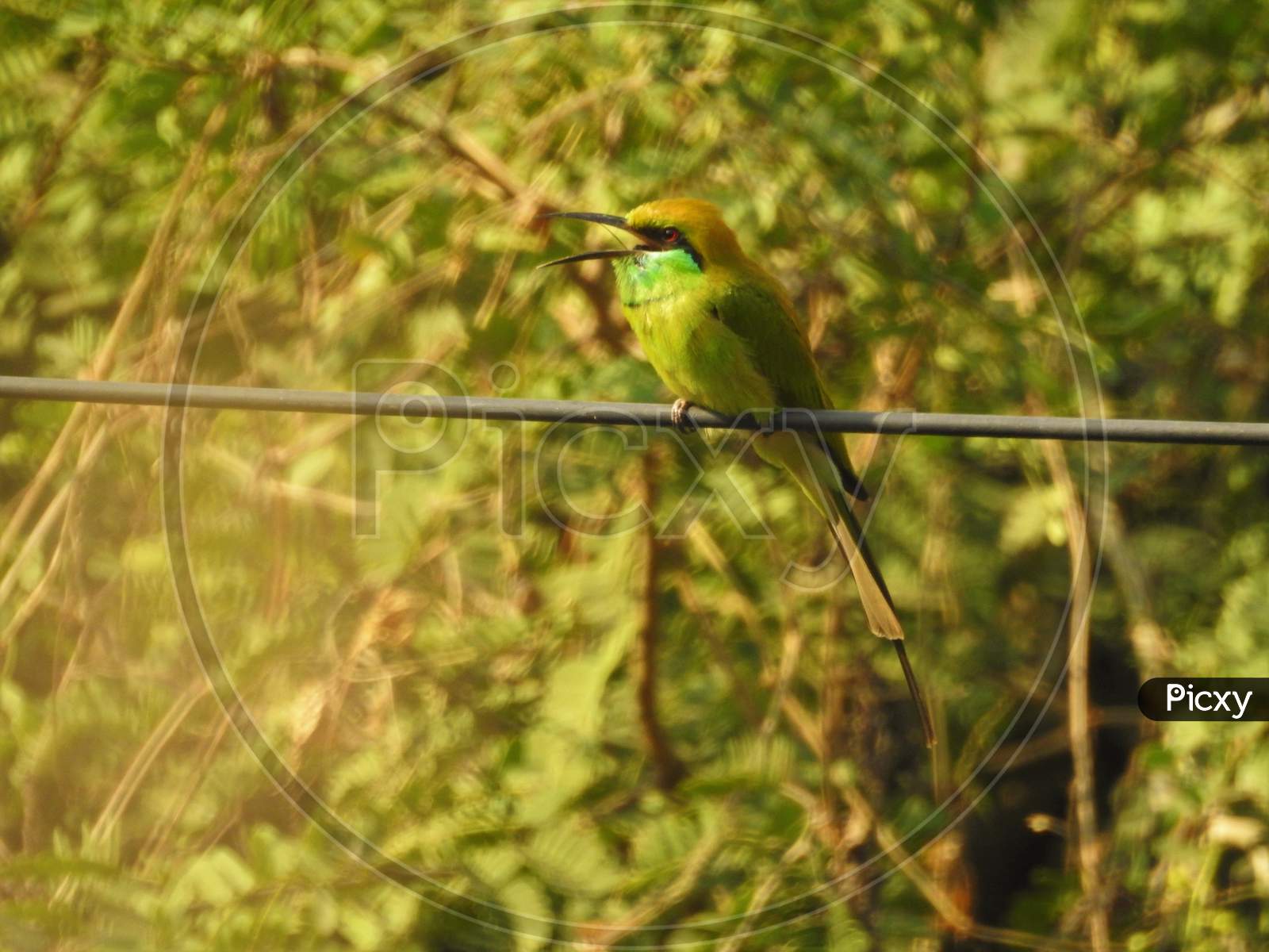 Bird at Morning time, bee eater