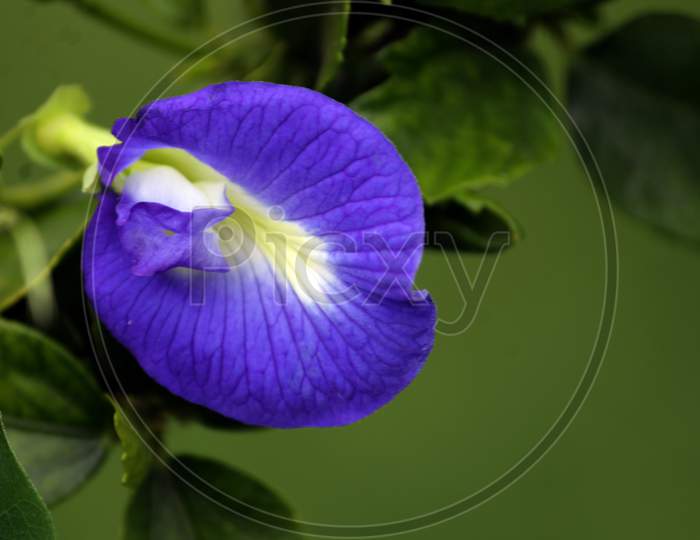 purple closeup flower. background blur
