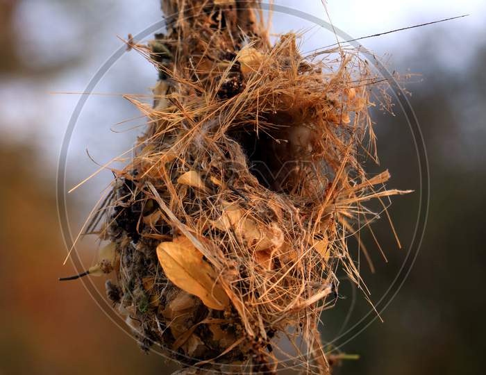 Beautiful nest hanging image.