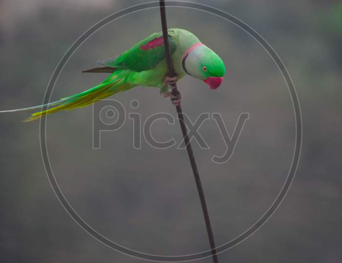 Indian Ringneck Parrot Dancing On Cable Wire