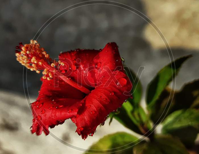 flower of Hibiscus . adhul ka phul . red hibiscus