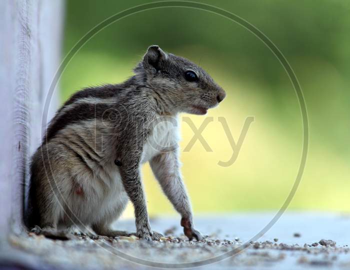 Natural image of squirrel. Best close up image background blue.