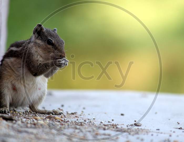 Best natural image of eating squirrel . Closeup image of squirrel image.