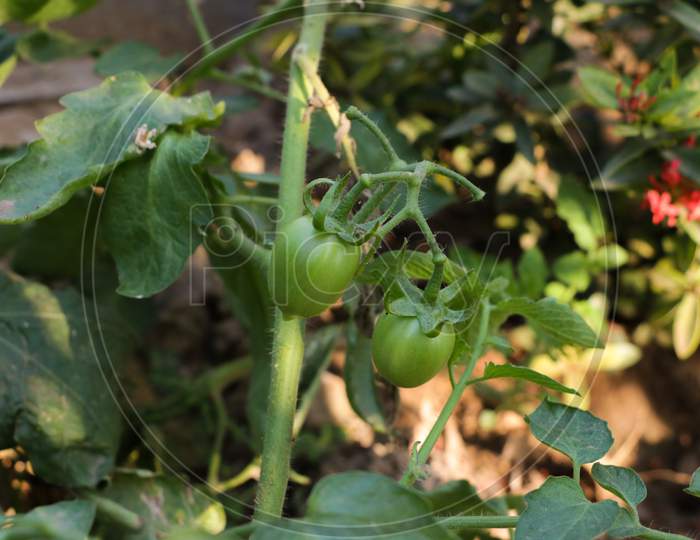 Tomato plant.