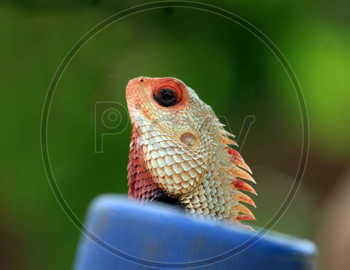 Lizard head closeup image.