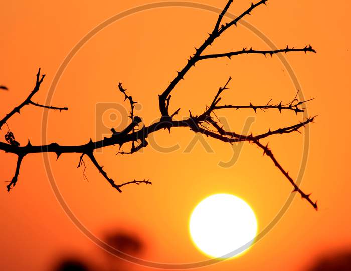 Best sunset image . Black branches of tree. orange sky