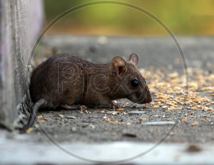 Indian rat eating wheat closeup image.
