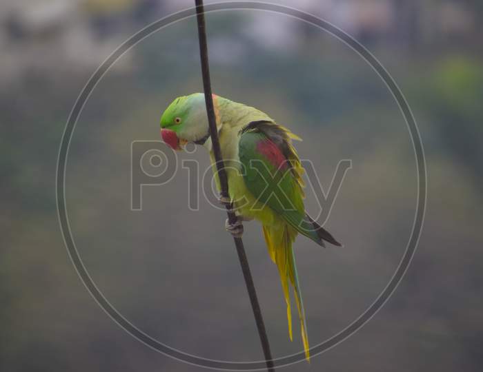 Indian Ringneck Parrot Dancing On Cable Wire With Angry Look