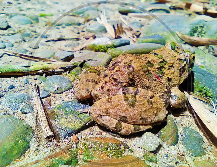 Frog of Assam