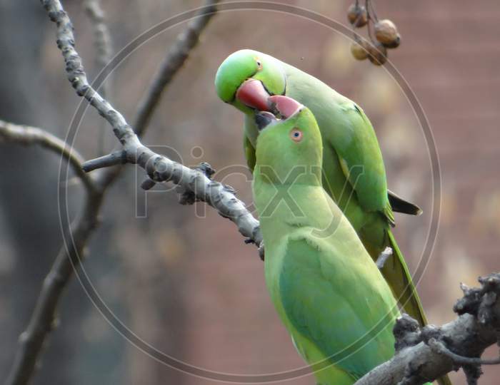 Rose-ringed Parakeet in JNU