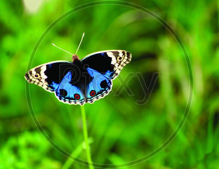 colourful butter fly image . closeup image background blur .