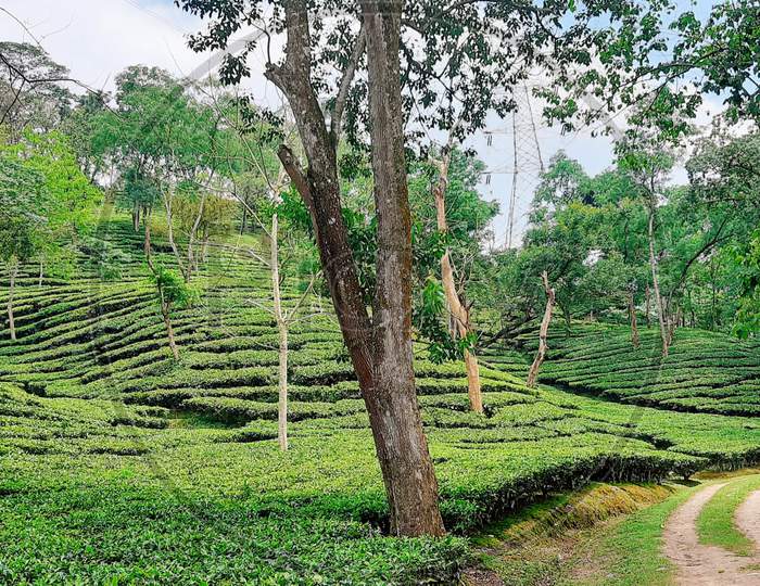 tea state Assam