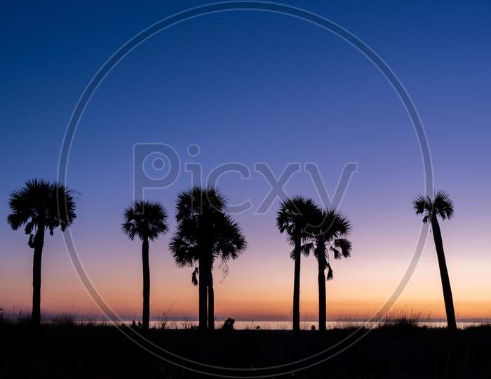 Palm Tree Sunset