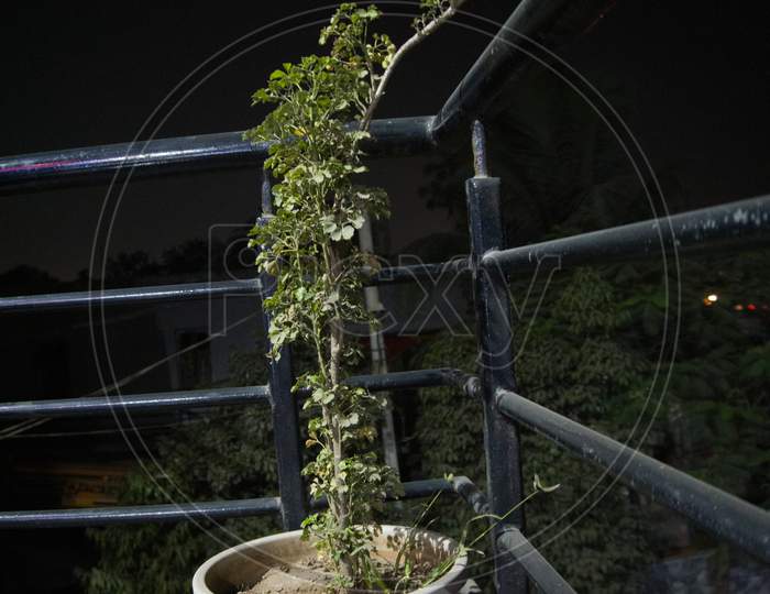 Night Photography Of Plant