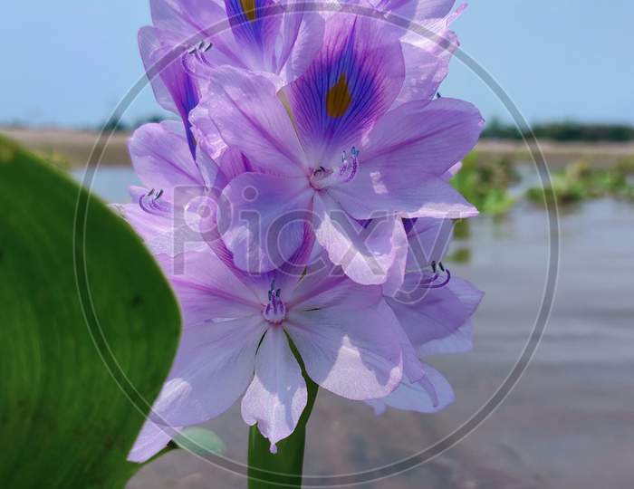 Water Hyacinth flowers