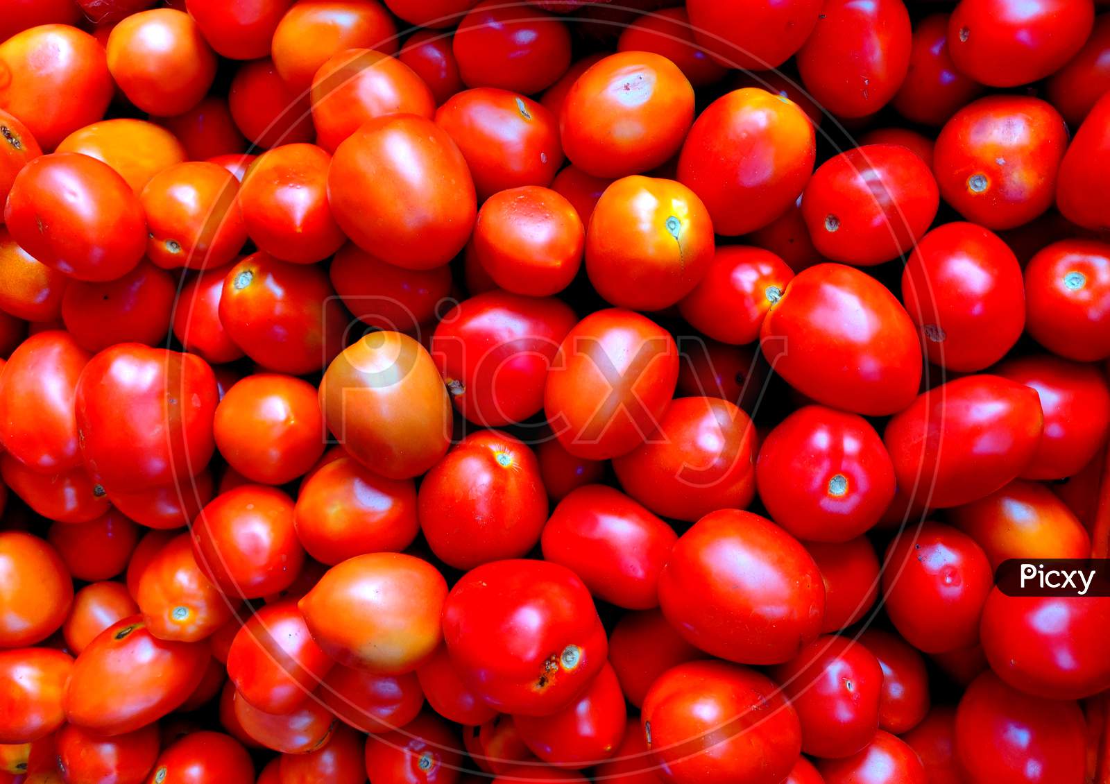A Basket Full Of The Red Tomatoes, It Is The Edible Berry Of The Plant Solanum Lycopersicum, Commonly Known As A Tomato Plant.