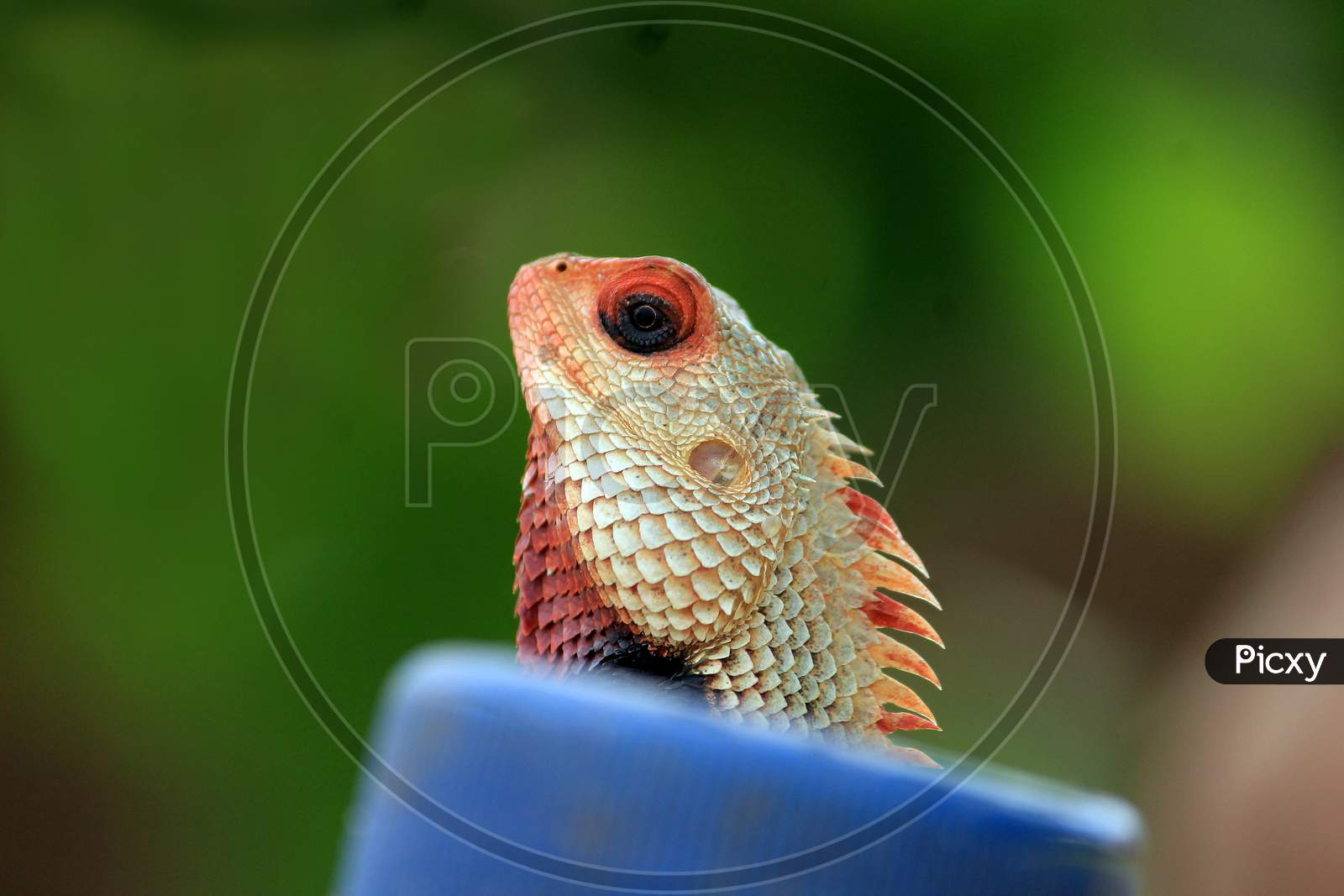 Lizard head closeup image.