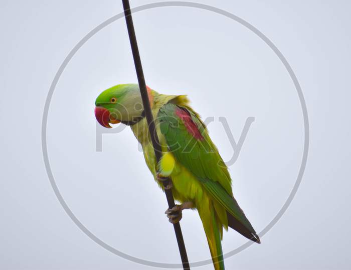 Close Up Shot Indian Ringneck Parrot Dancing On Cable With Sky In Background