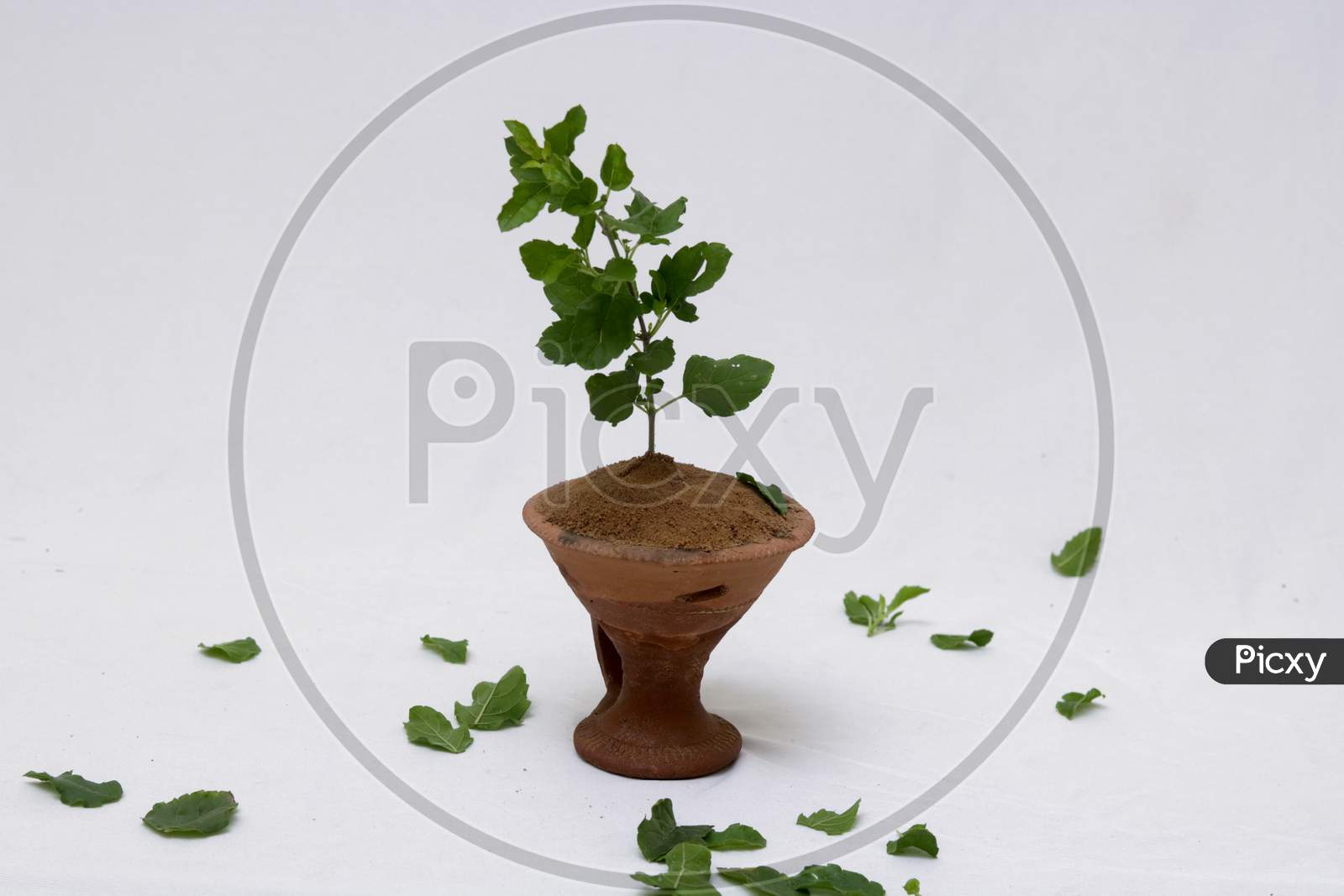 Fresh mint leaves herb isolated on white background.mint plant in pot