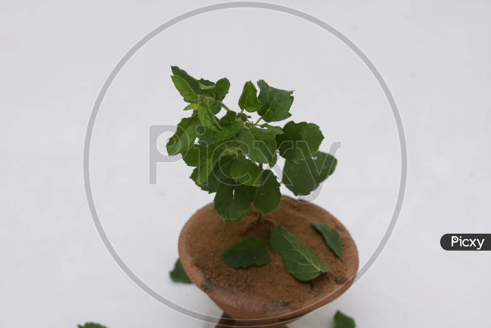 Fresh mint leaves herb isolated on white background.mint plant in pot